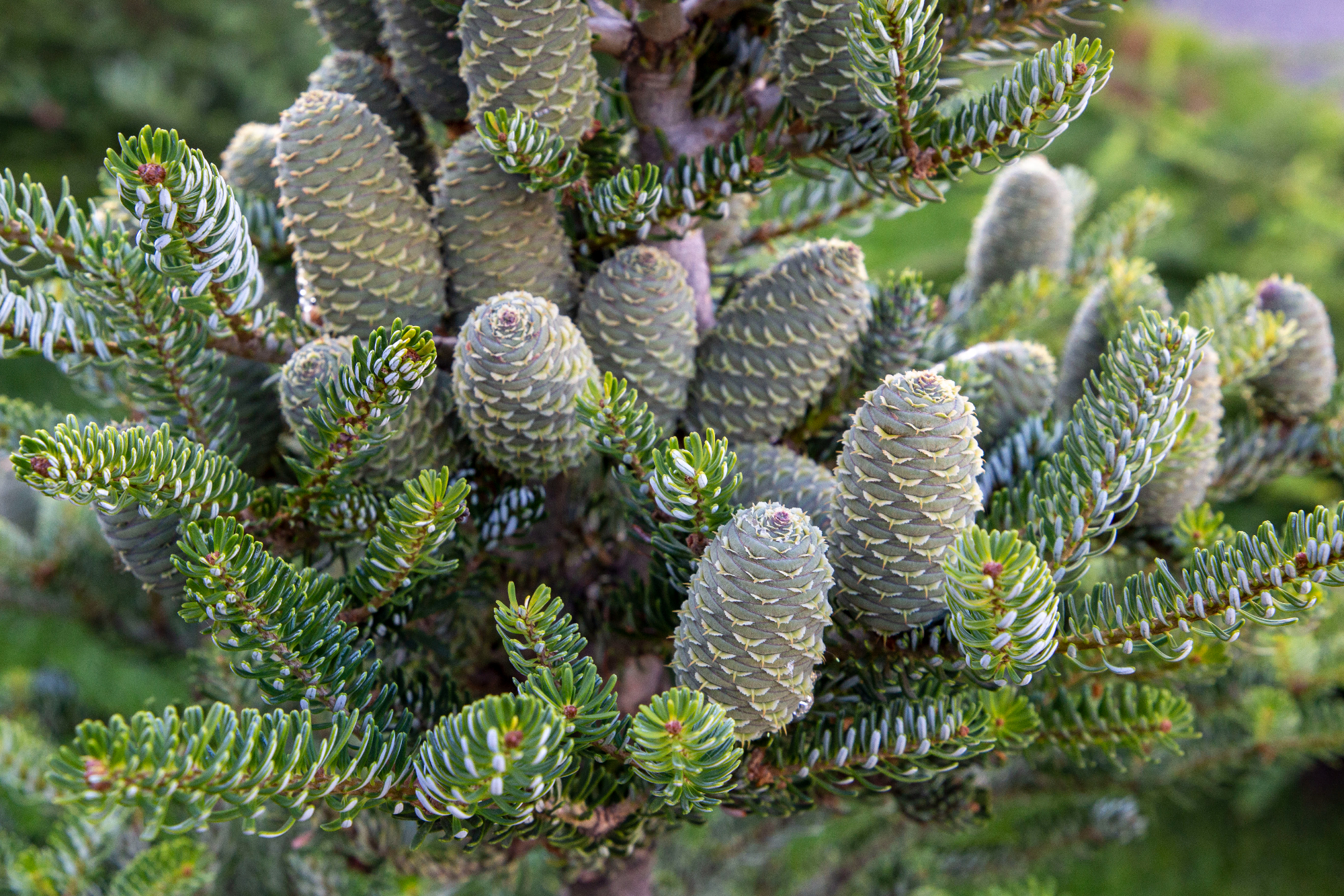 Niso vsi iglavci primerni za pripravo domačega sirupa proti kašlju